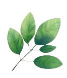 Hoja